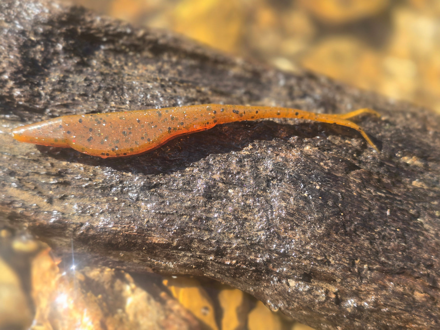 Floppin' Fluke - Pumpkin Seed