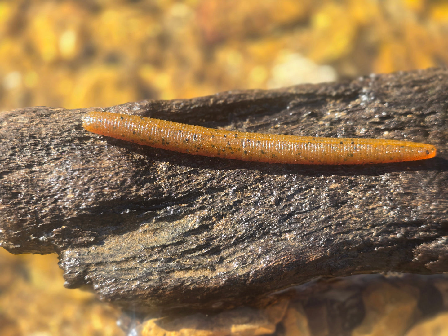 Sho-Me Stick - Pumpkin Seed