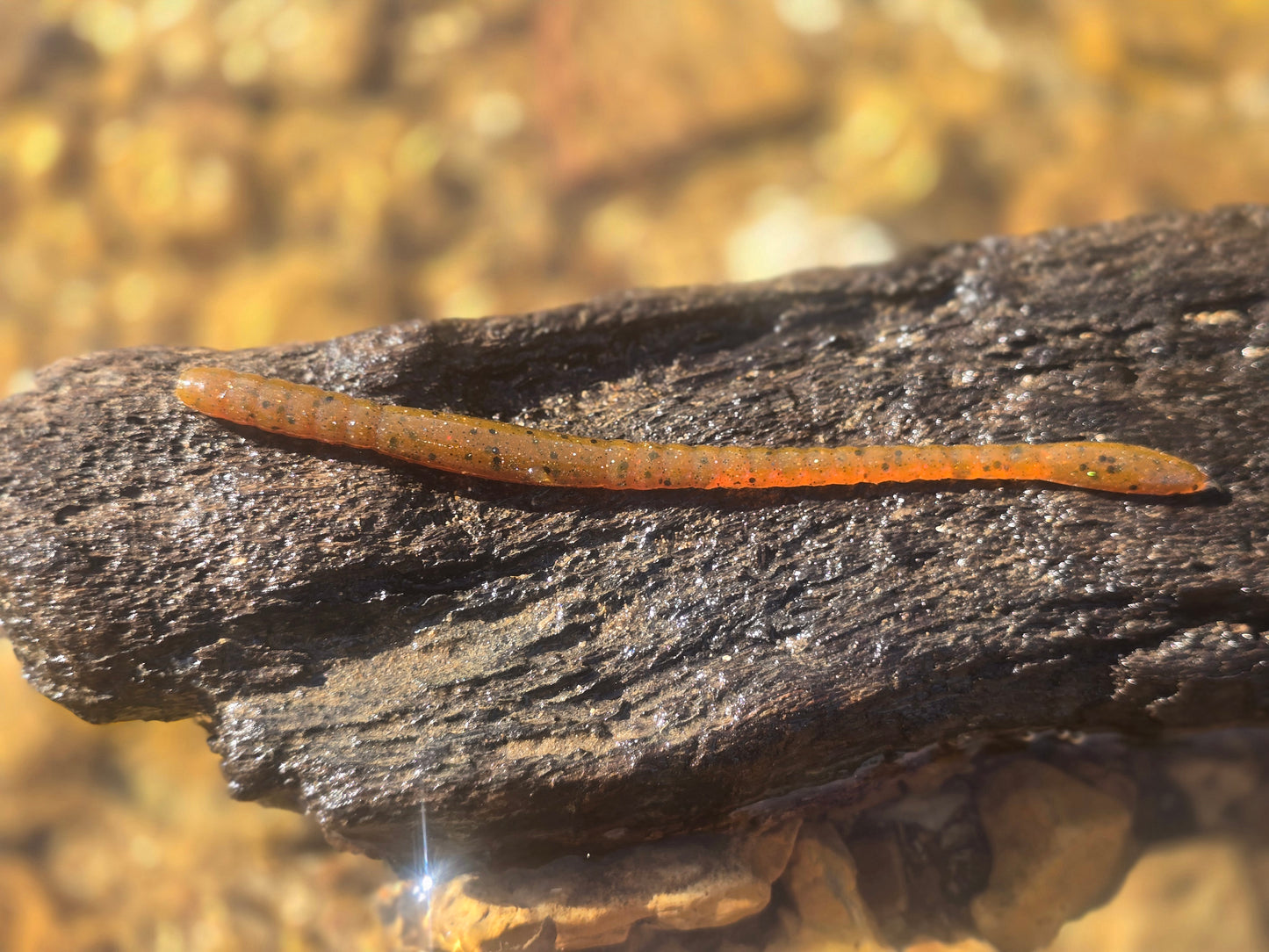 Mountain Wiggler - Pumpkin Seed