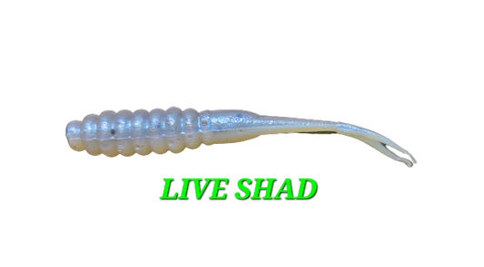 Split Tail Fry - Live Shad