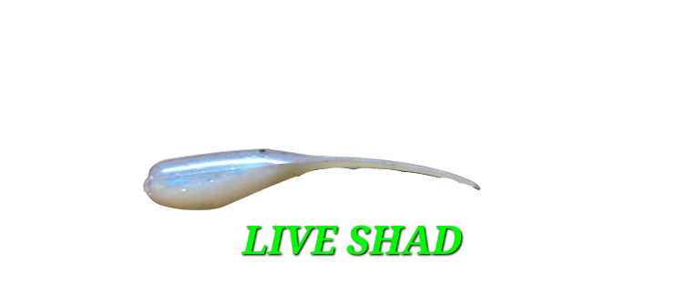 2IN SHO-ME SHAD 100 COUNT