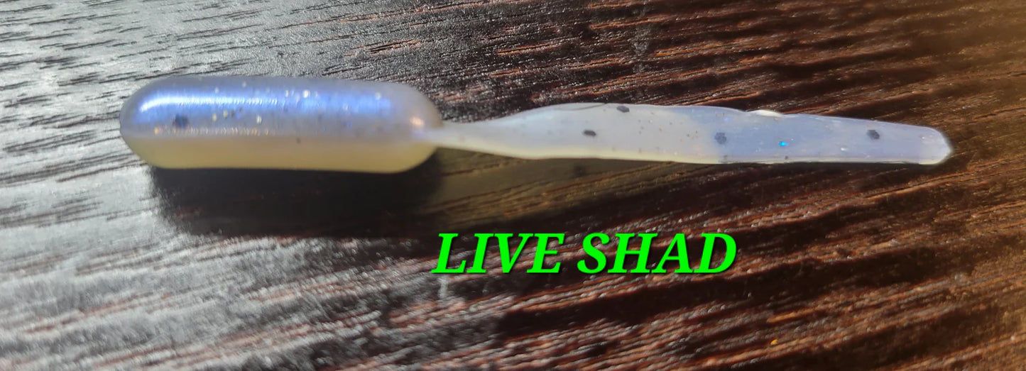Missouri Minnow - Live Shad