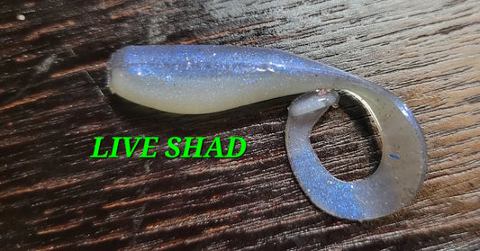 Curly Fry - Live Shad