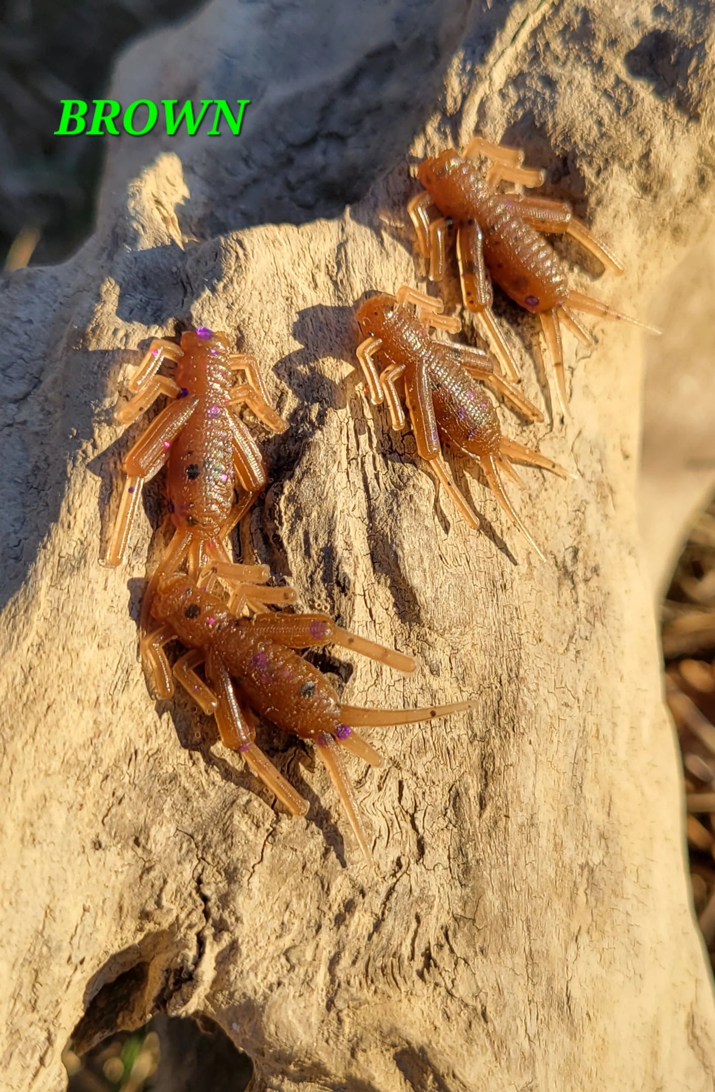 Crazy Cricket - Brown
