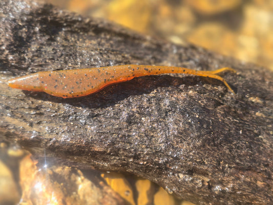 Floppin' Fluke - Pumpkin Seed
