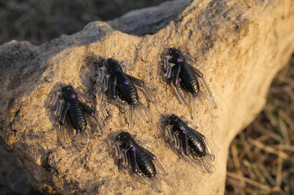 Crazy Cricket - Black