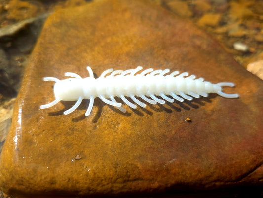 Hellgrammite - Pearl Shad